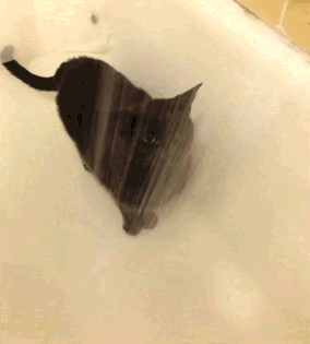 cat shower gif