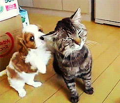 funny cat and dog gif - Doc