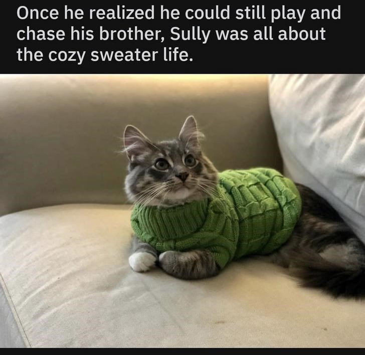 Cat - Once he realized he could still play and chase his brother, Sully was all about the cozy sweater life.