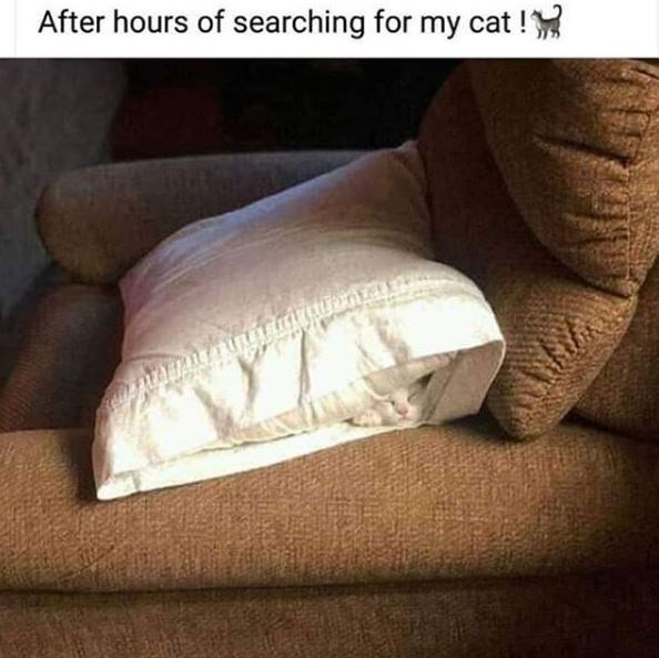 couch - After hours of searching for my cat !!