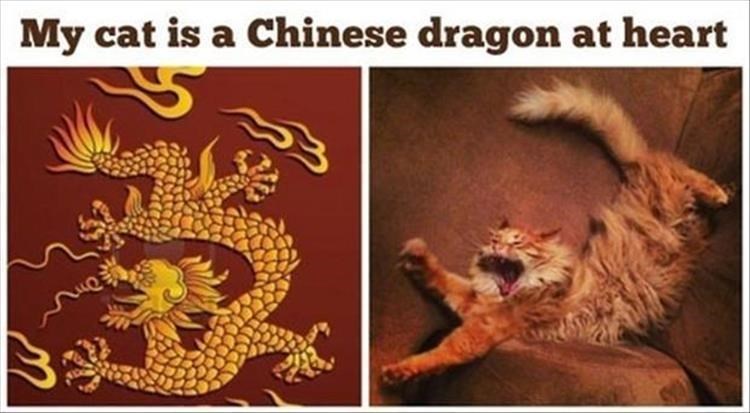 chinese dragon meme - My cat is a Chinese dragon at heart