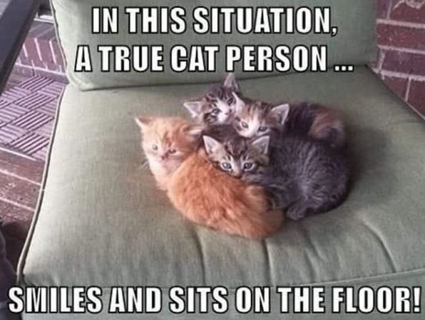 situation a true cat person - In This Situation. A True Cat Person ... Smiles And Sits On The Floor!