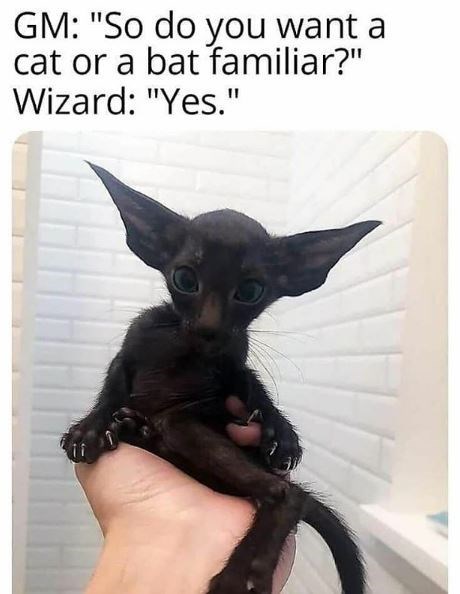 oriental shorthair cat - Gm "So do you want a cat or a bat familiar?" Wizard "Yes."