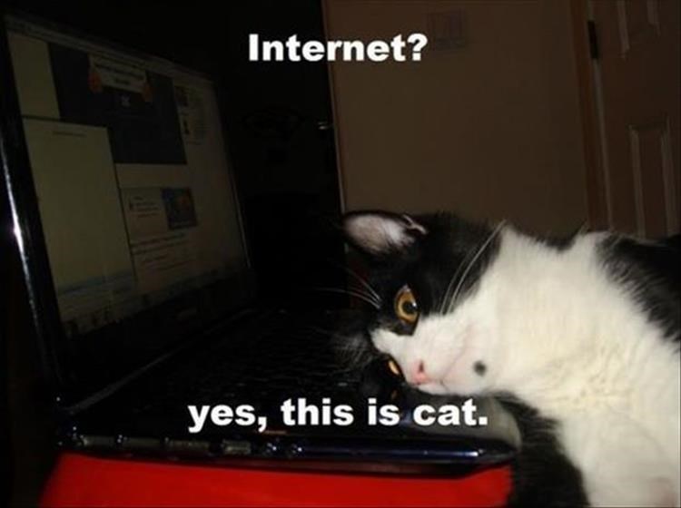 paso internacional cardenal antonio samore - Internet? yes, this is cat.