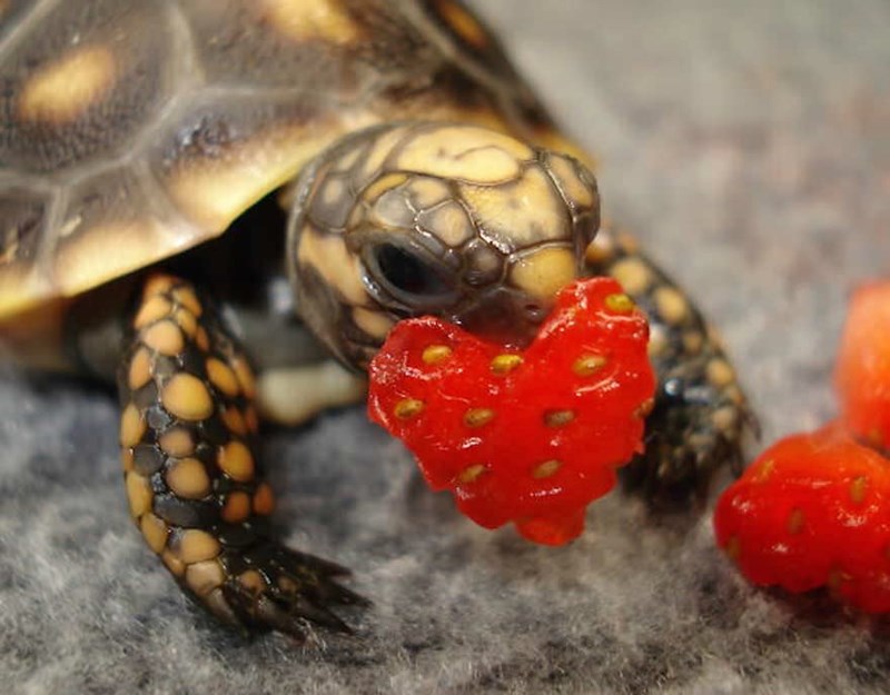 turtle with strawberry
