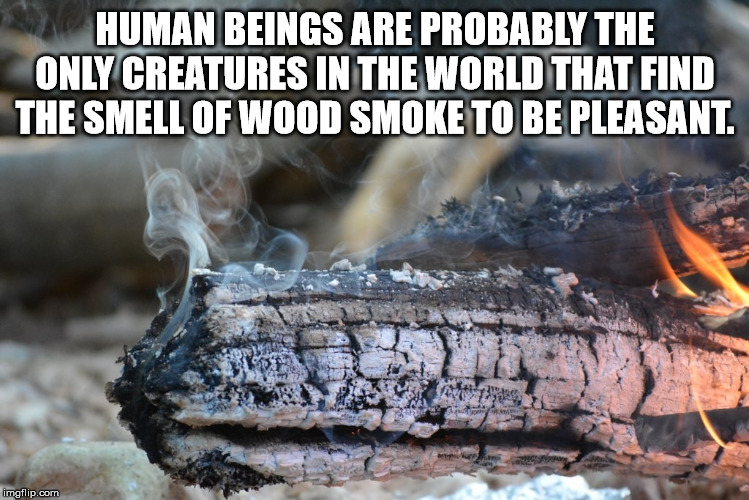 photo caption - Human Beings Are Probably The Only Creatures In The World That Find The Smell Of Wood Smoke To Be Pleasant. imgflip.com