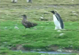 funny penguins gifs