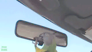 birds and mirrors gif