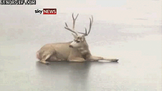 baby deer on ice gif - Senor Gif.Com Sky News