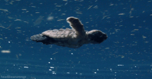 turtle swimming gif - headanorange