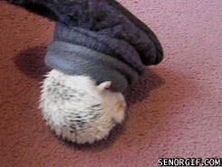 cute hedgehog gif - Senorgif.Com