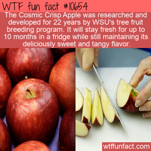 natural foods - Wtf fun fact The Cosmic Crisp Apple was researched and developed for 22 years by Wsu's tree fruit breeding program. It will stay fresh for up to 10 months in a fridge while still maintaining its deliciously sweet and tangy flavor. wtffunfa