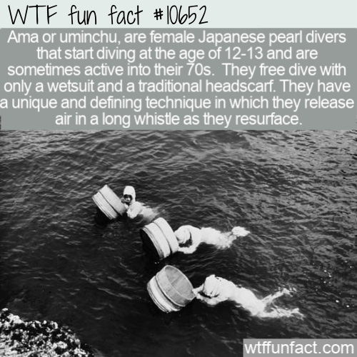 water - Wtf fun fact Ama or uminchu, are female Japanese pearl divers that start diving at the age of 1213 and are sometimes active into their 70s. They free dive with only a wetsuit and a traditional headscarf. They have a unique and defining technique i