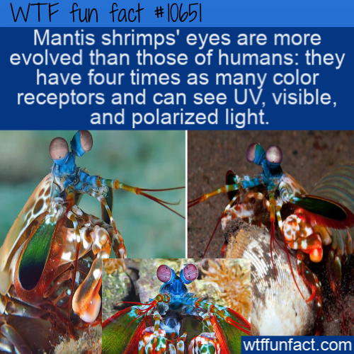 decapoda - Wtf fun fact Mantis shrimps' eyes are more evolved than those of humans they have four times as many color receptors and can see Uv, visible, and polarized light. wtffunfact.com