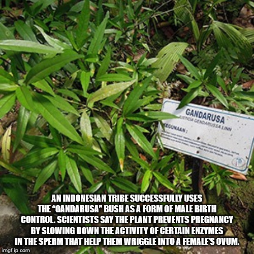 hemp - Gandarusa L Endarsalnn An Indonesian Tribe Successfully Uses The "Gandarusa" Bush As A Form Of Male Birth Control, Scientists Say The Plant Prevents Pregnancy By Slowing Down The Activity Of Certain Enzymes In The Sperm That Help Them Wriggle Into 