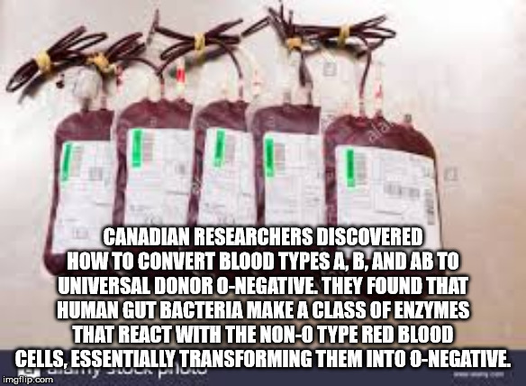 bob bissonnette - Canadian Researchers Discovered How To Convert Blood Types A, B.And Ab To Universal Donor ONegative. They Found That Human Gut Bacteria Make A Class Of Enzymes That React With The NonO Type Red Blood Cells, Essentially Transforming Them 
