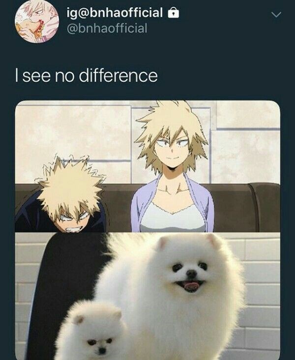 bakugou dog meme - ig @ 'I see no difference