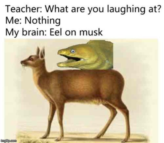 eel on musk meme - Teacher What are you laughing at? Me Nothing My brain Eel on musk imgflip.com