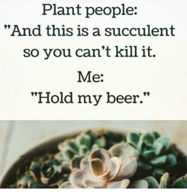 plant killer meme - Plant people "And this is a succulent so you can't kill it. Me "Hold my beer.