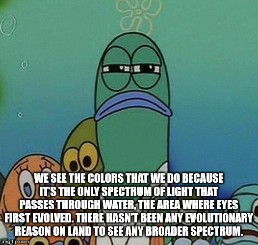 spongebob - We See The Colors That We Do Because It'S The Only Spectrum Of Light That Passes Through Water, The Area Where Eyes First Evolved. There Hasnt Been Any Evolutionary Reason On Land To See Any Broader Spectrum. imgflip.com