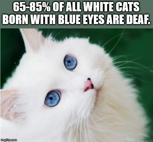 6585% Of All White Cats Born With Blue Eyes Are Deaf. imgflip.com