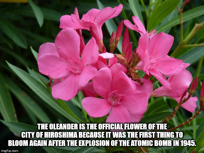 melastome family - The Oleander Is The Official Flower Of The City Of Hiroshima Because It Was The First Thing To Bloom Again After The Explosion Of The Atomic Bomb In 1945. imgflip.com