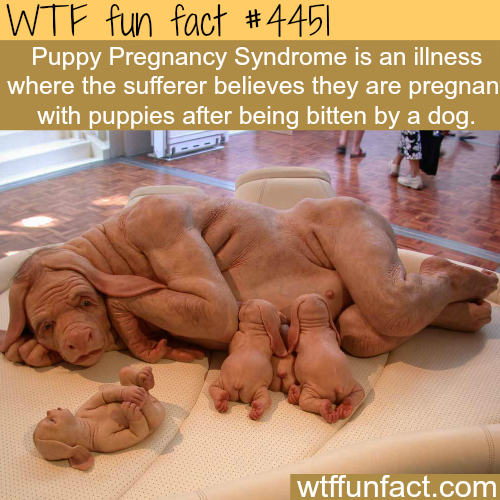 weirdest picture on the internet - Wtf fun fact || Puppy Pregnancy Syndrome is an illness where the sufferer believes they are pregnan with puppies after being bitten by a dog. wtffunfact.com
