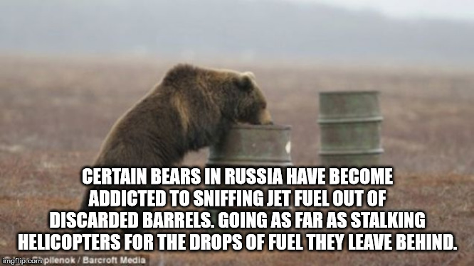 grizzly bear - Certain Bears In Russia Have Become Addicted To Sniffing Jet Fuel Out Of Discarded Barrels, Going As Far As Stalking Helicopters For The Drops Of Fuel They Leave Behind. imgflip.com pilenokBarcroft Media