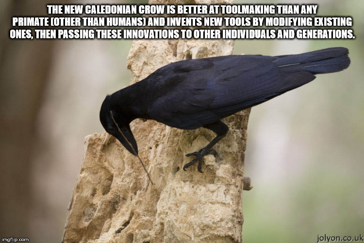 new caledonian crow - The New Caledonian Crow Is Better At Toolmaking Than Any Primate Other Than Humans And Invents New Tools By Modifying Existing Ones. Then Passing These Innovations To Other Individuals And Generations. imgflip.com jolyon.co.uk