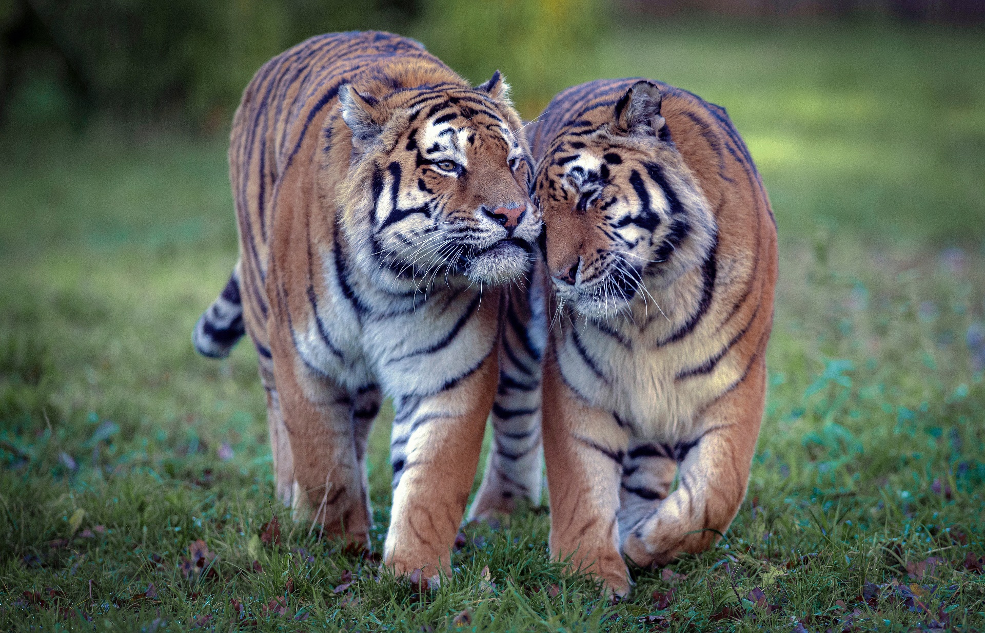 love tiger and tigress