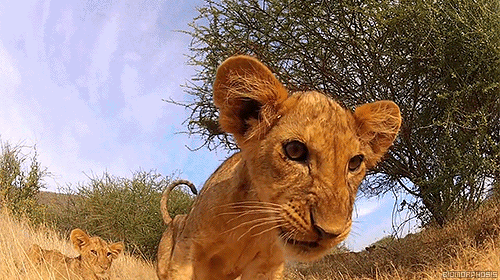 lion cub gif - Everdrahosis