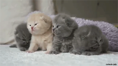 4 kittens gif - cutestcats