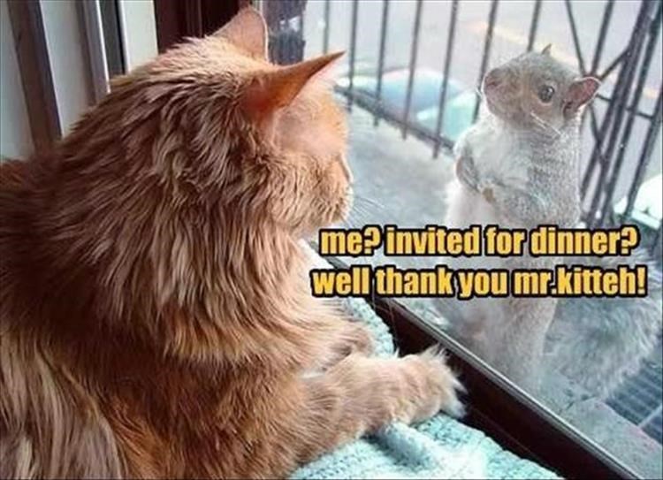 cat and squirrel friends - me invited for dinner? well thankyou mr.kitten!