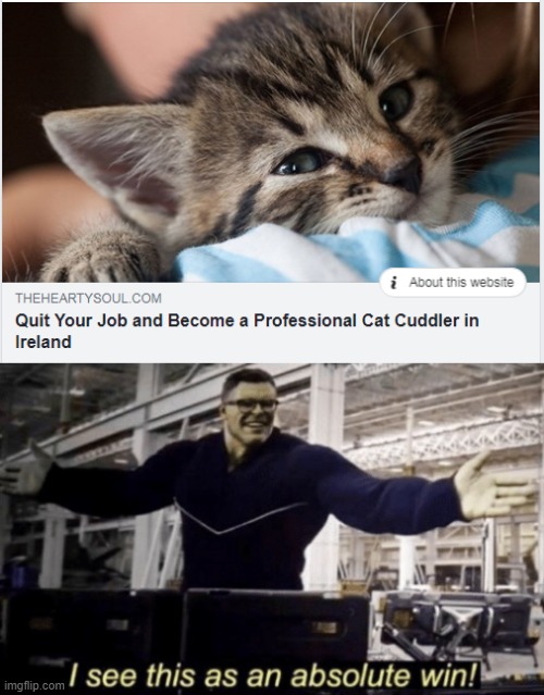 will you press the button catgirl - i About this website Theheartysoul.Com Quit Your Job and Become a Professional Cat Cuddler in Ireland imgflip.com I see this as an absolute win!!