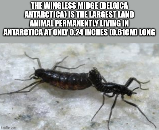 belgica antarctica - The Wingless Midge Belgica Antarctica Is The Largest Land Animal Permanently Living In Antarctica At Only 0.24 Inches 10.61CM Long imgflip.com