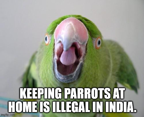 beak - Keeping Parrots At Home Is Illegal In India. imgflip.com