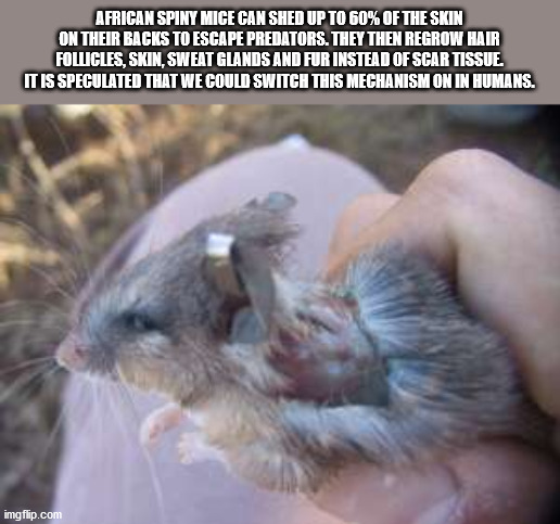 african spiny mouse - African Spiny Mice Can Shed Up To 60% Of The Skin On Their Backs To Escape Predators. They Then Regrow Hair Follicles Skin, Sweat Glands And Fur Instead Of Scar Tissue It Is Speculated That We Could Switch This Mechanism On In Humans
