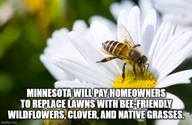 honey bee - Minnesota Will Pay Homeowners To Replace Lawns With BeeFriendly Wildflowers.Clover. And Native Grasses. imgflip.com