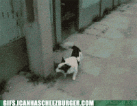 parkour dog gif - Gifs.Icanhascheezburger.Com