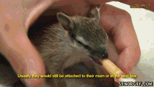 numbat gif - Usually they would still be attached to their mum or in the nest box Senorgif.Com