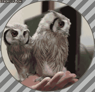 two owls gif - Senorgif.Com