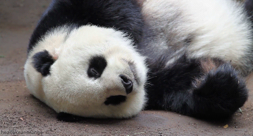panda gif - headanprange