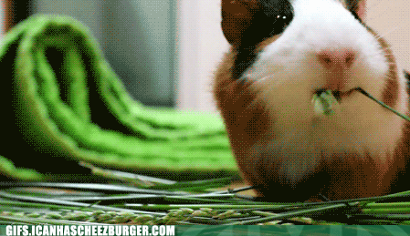guinea pigs doing cute things gifs - Gifs.Icanhascheezburger.Com