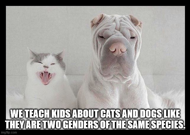 up movie - We Teach Kids About Cats And Dogs They Are Two Genders Of The Same Species imgflip.com