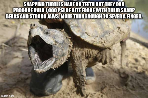 Snapping Turtles Have No Teeth But They Can Produge Over 1,000 Psi Of Bite Force With Their Sharp Beaks And Strong Jaws. More Than Enough To Sever A Finger. imgflip.com