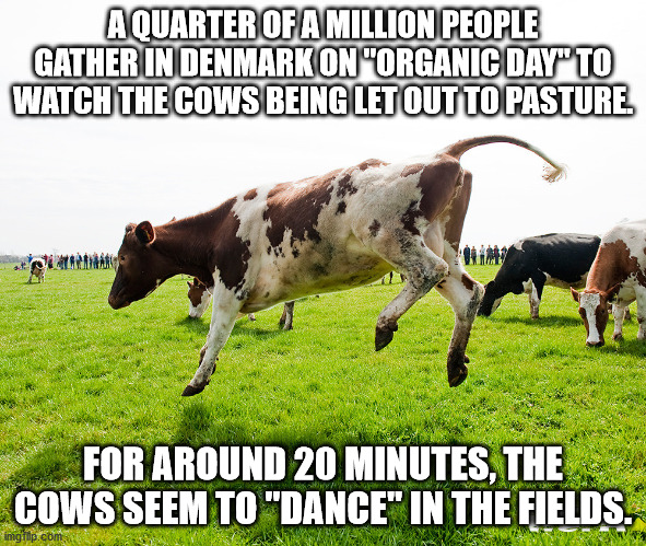 meme - A Quarter Of A Million People Gather In Denmark On "Organic Day" To Watch The Cows Being Let Out To Pasture For Around 20 Minutes, The Cows Seem To "Dance" In The Fields. imgp.com
