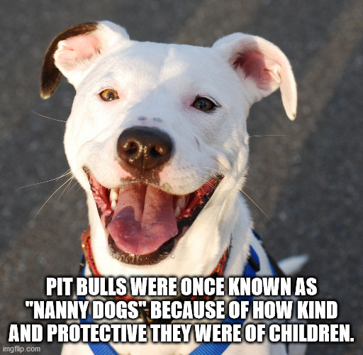 Pit bull - Pit Bulls Were Once Known As "Nanny Dogs" Because Of How Kind And Protective They Were Of Children. imgflip.com