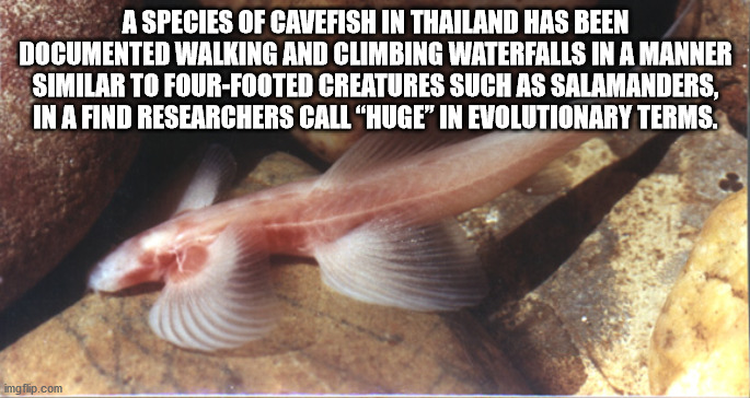 fc botosani - A Species Of Cavefish In Thailand Has Been Documented Walking And Climbing Waterfalls In A Manner Similar To FourFooted Creatures Such As Salamanders, In A Find Researchers Call Huge" In Evolutionary Terms. imgflip.com
