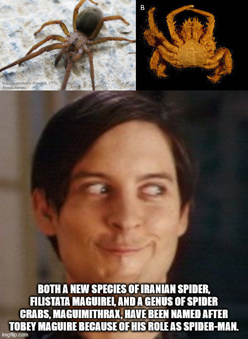 Both A New Species Of Iranian Spider, Filistata Maguirel, And A Genus Of Spider Crabs, Maguimithrax, Have Been Named After Tobey Maguire Because Of His Role As SpiderMan. imgflip.com