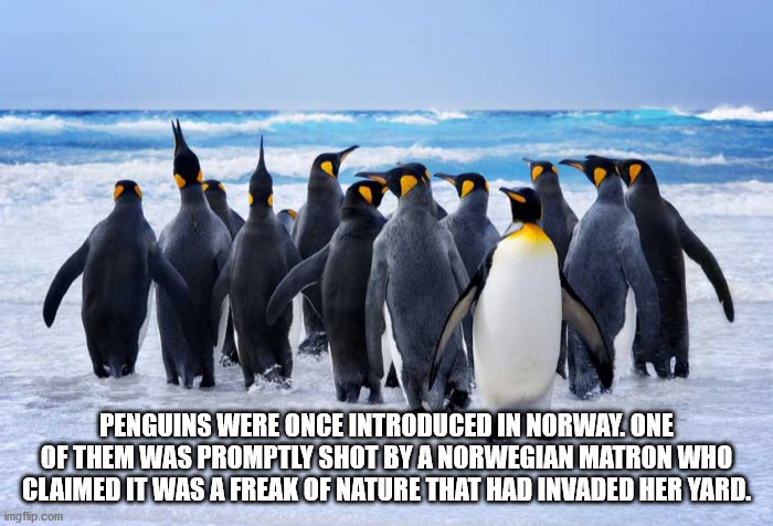 penguins background - Penguins Were Once Introduced In Norway One Of Themiwas Promptly Shot Bya Norwegian Matroniwho Claimed It Was A Freak Of Nature That Had Invaded Her Yard. imgflip.com